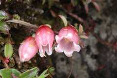 Gaultheria trichophylla